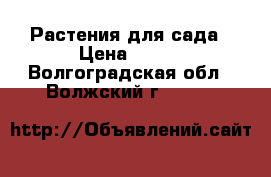 Растения для сада › Цена ­ 300 - Волгоградская обл., Волжский г.  »    